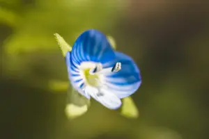 Demo image 1