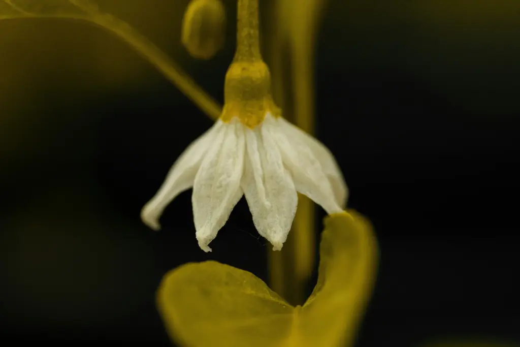 Demo image 2