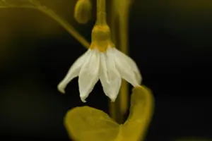 Demo image 2